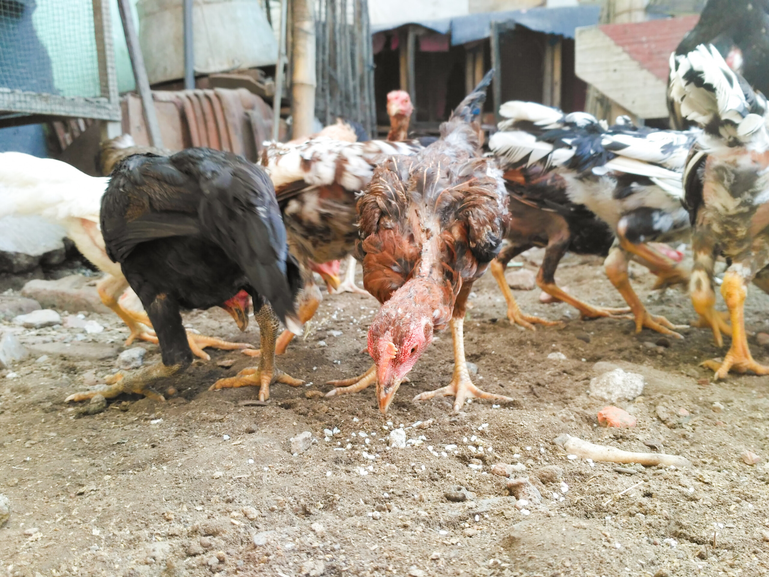 Chicken in a farm in Indonesia