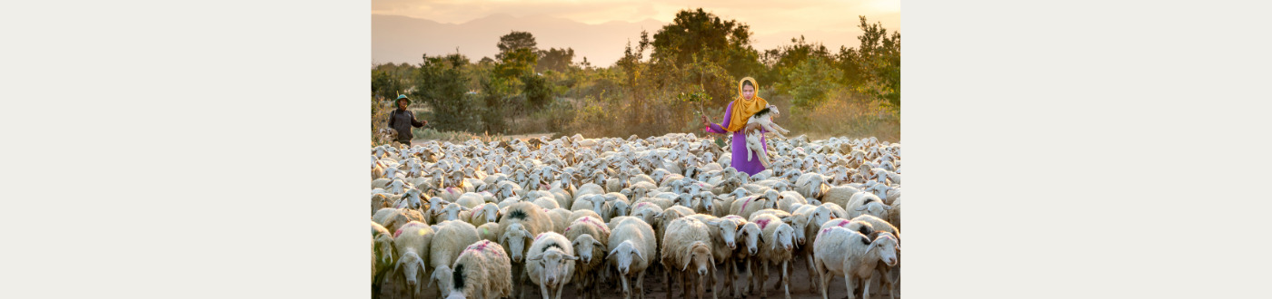 Gender equality, disability and social inclusion in Veterinary Services ...