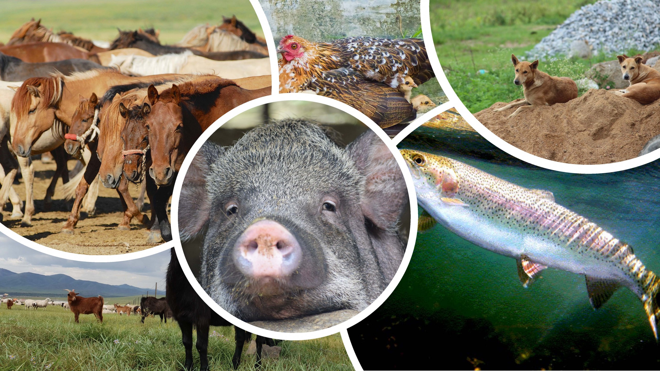 Terrestrial / Aquatic Animal Health - WOAH - Asia