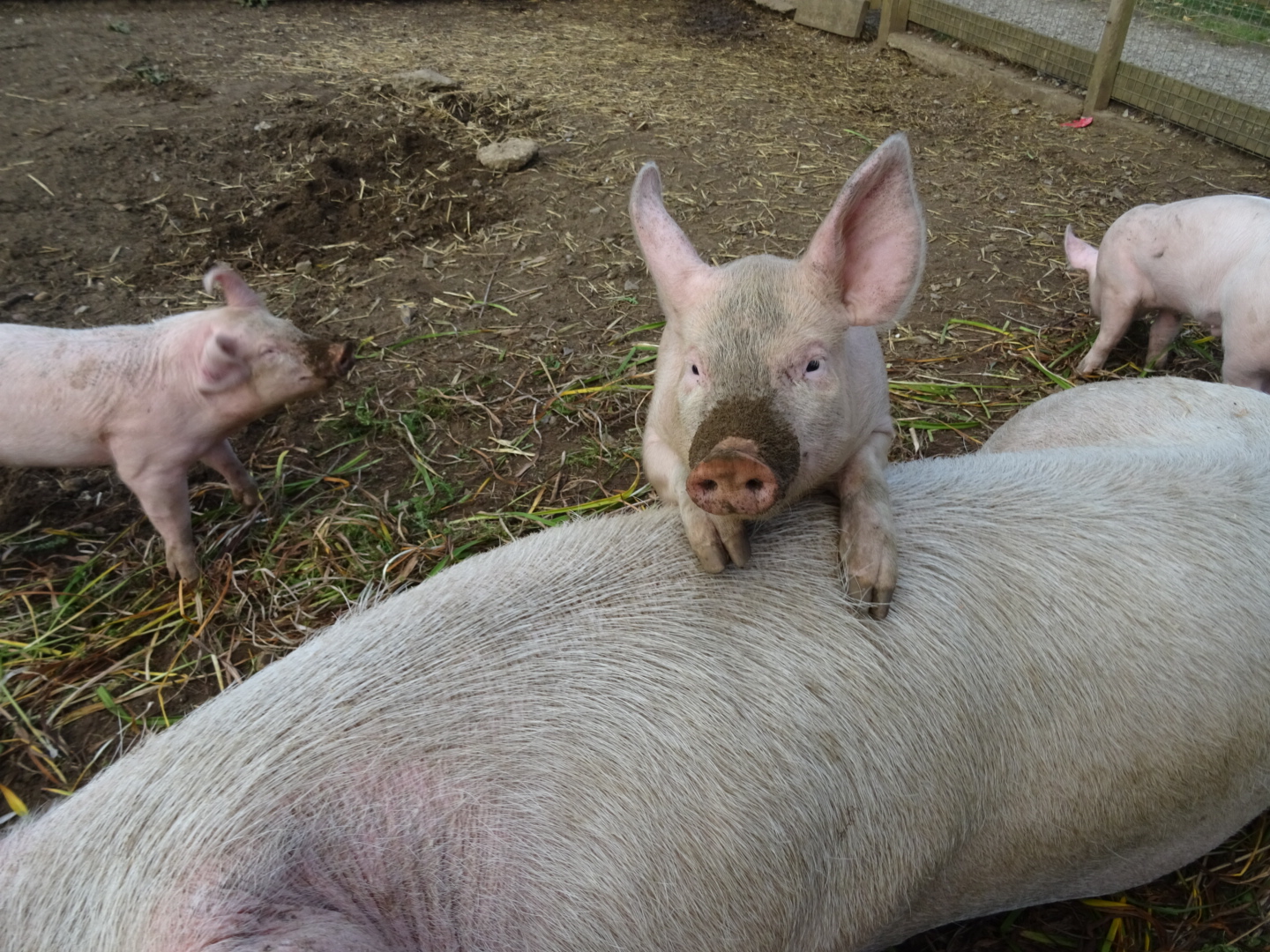 Porcine cysticercosis (infection with Taenia solium) WOAH Asia