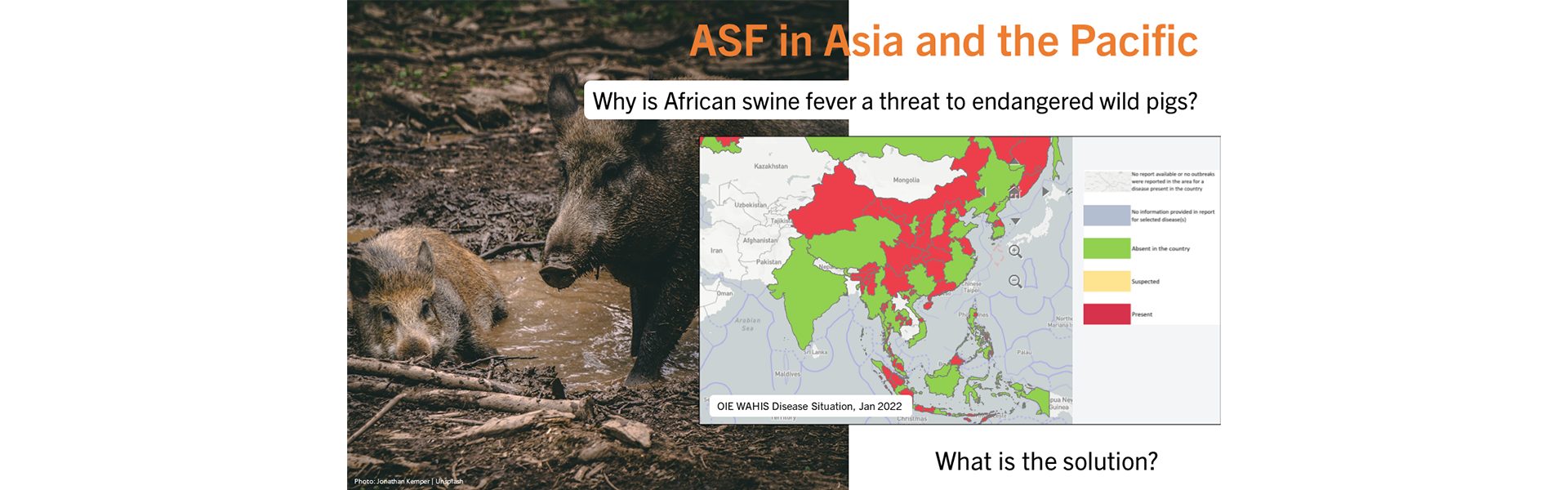 African swine fever in wild pigs in Asia & the Pacific - WOAH - Asia