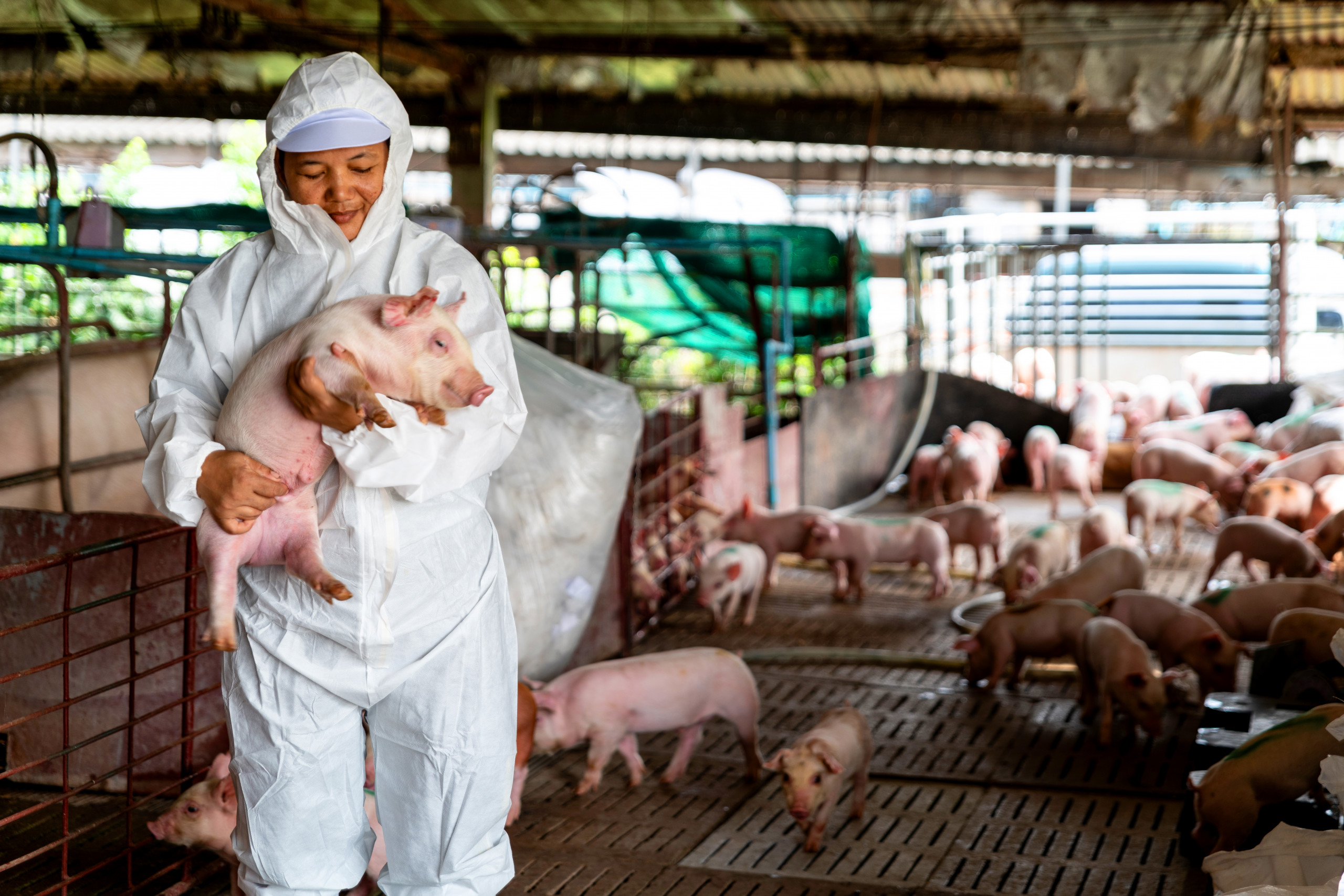 8th Standing Group of Experts Meeting on African Swine Fever WOAH Asia