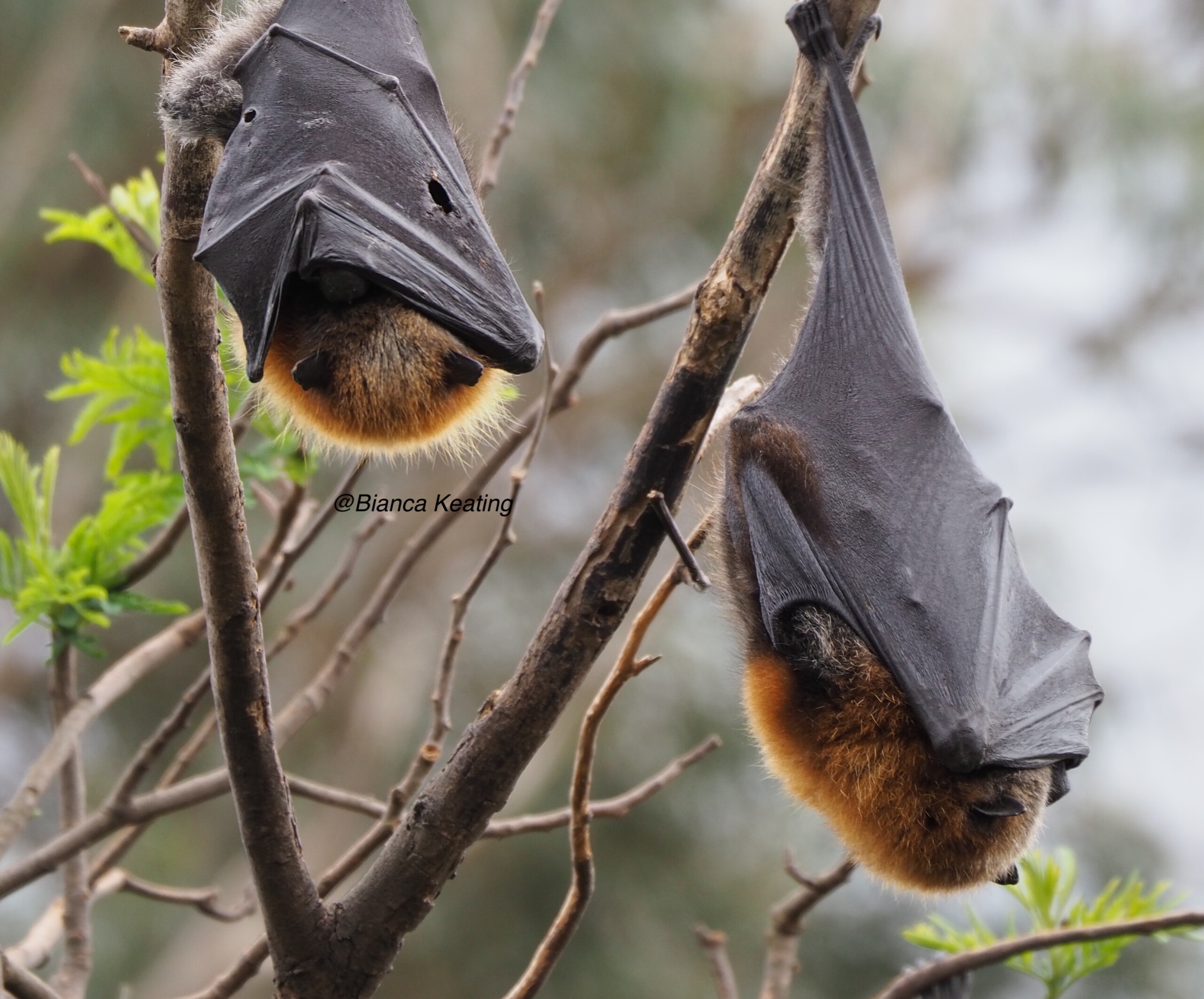 Bat Disease At The Human-animal Interface - Woah - Asia